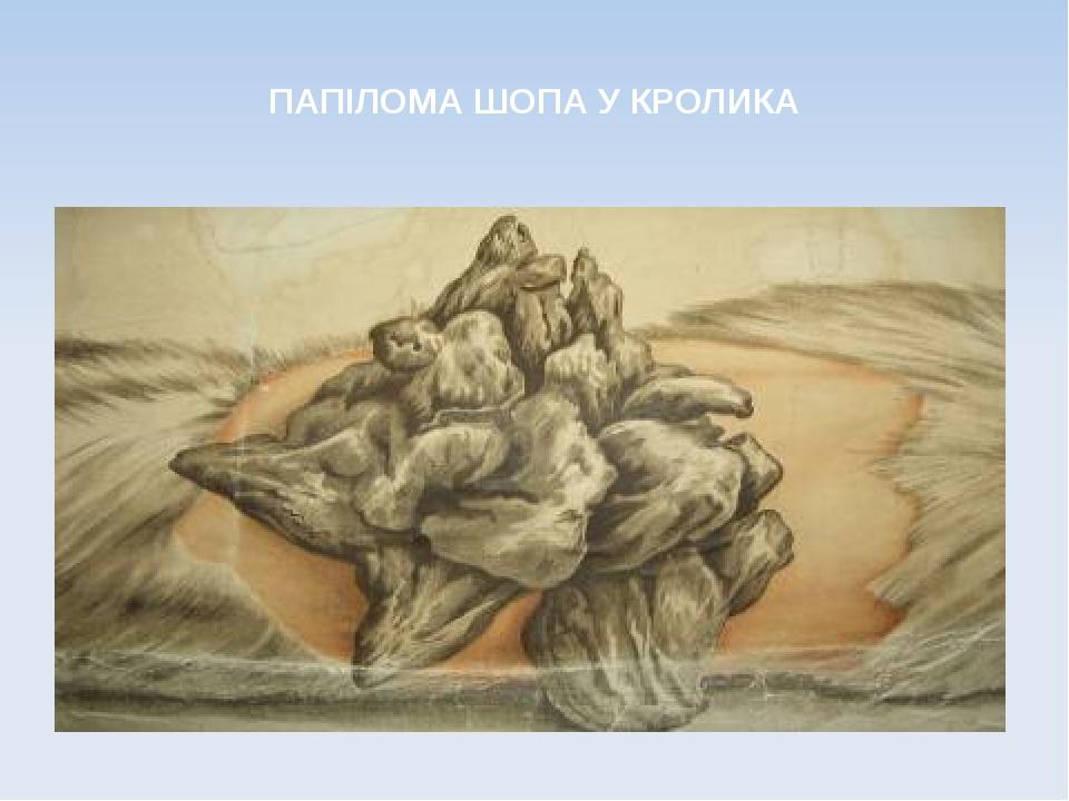 ПАПІЛОМА ШОПА У КРОЛИКА