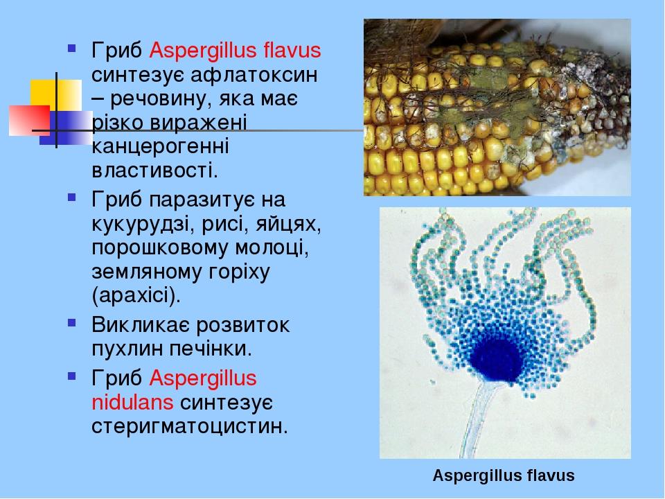 Гриб Aspergillus flavus синтезує афлатоксин – речовину, яка має різко виражені канцерогенні властивості. Гриб паразитує на кукурудзі, рисі, яйцях, ...