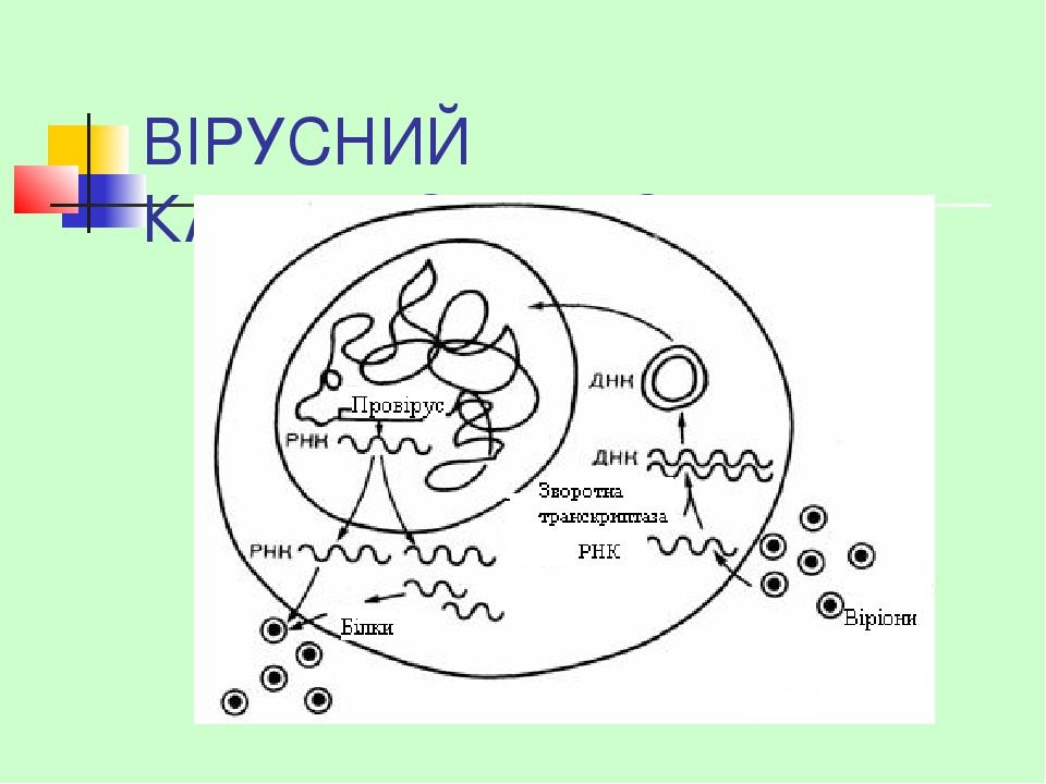 ВІРУСНИЙ КАНЦЕРОГЕНЕЗ