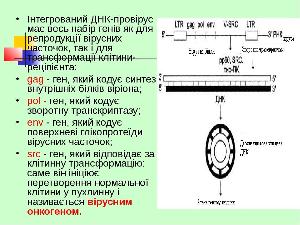 Інтегрований ДНК-провірус має весь набір генів як для репродукції вірусних часточок, так і для трансформації клітини-реціпієнта: gag - ген, який ко...