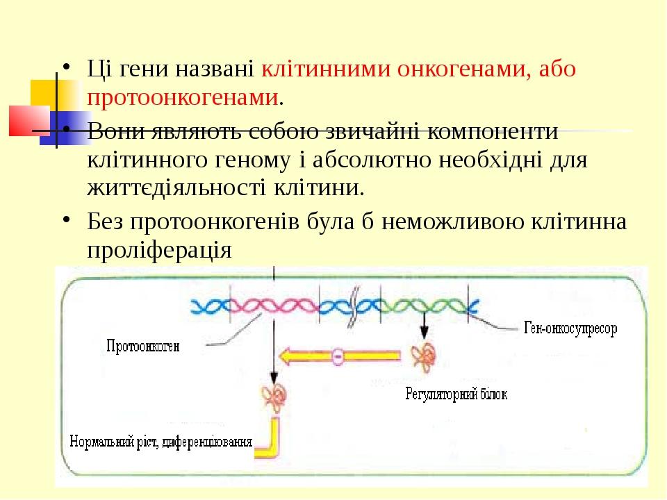 Ці гени названі клітинними онкогенами, або протоонкогенами. Вони являють собою звичайні компоненти клітинного геному і абсолютно необхідні для житт...
