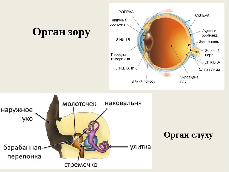 Негативное изображение исследуемого органа на фотопленке