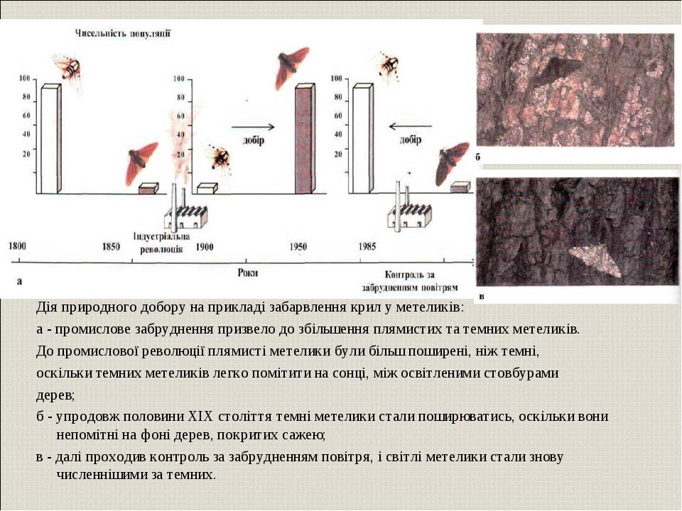 Дія природного добору на прикладі забарвлення крил у метеликів: а - промислове забруднення призвело до збільшення плямистих та темних метеликів. До...