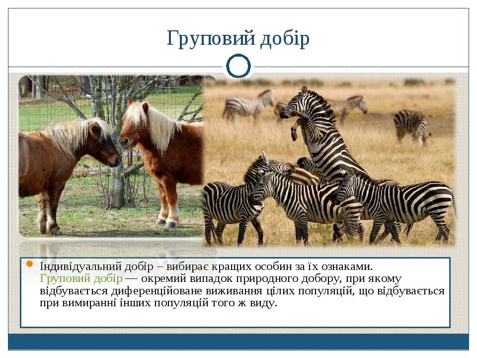 Груповий добір Індивідуальний добір – вибирає кращих особин за їх ознаками. Груповий добір — окремий випадок природного добору, при якому відбуваєт...