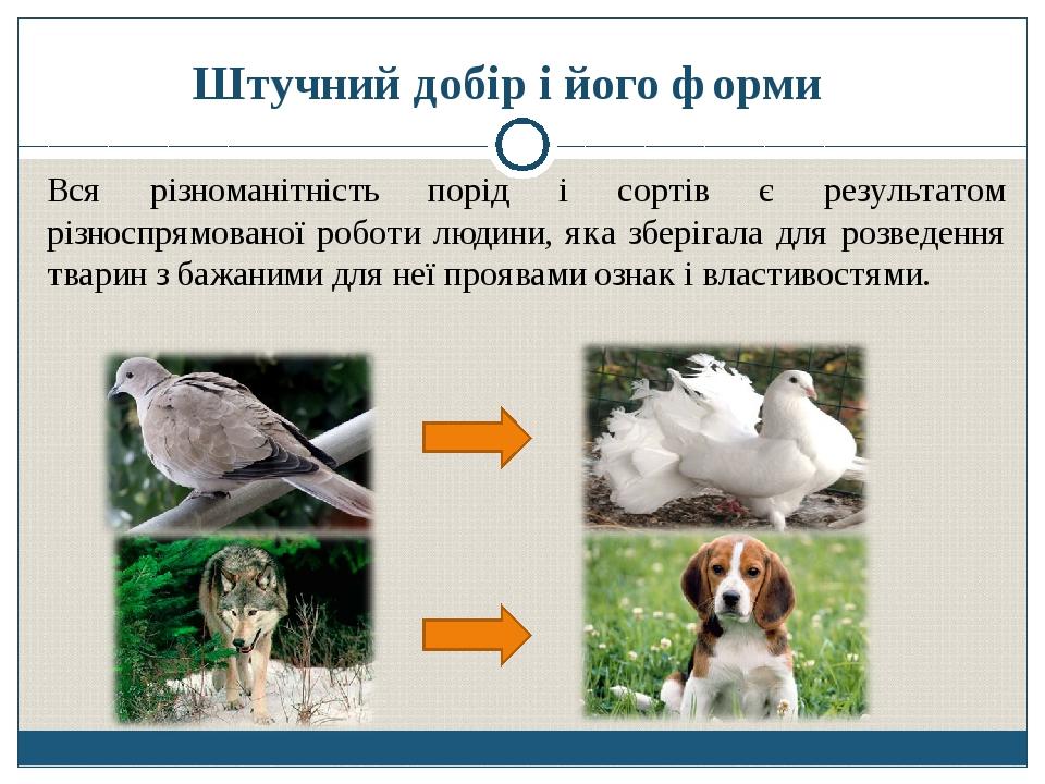 Штучний добір і його форми Вся різноманітність порід і сортів є результатом різноспрямованої роботи людини, яка зберігала для розведення тварин з б...