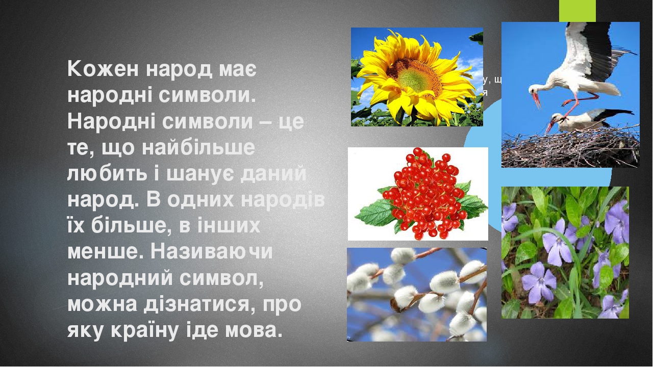 Презентація "Верба - народний символ України"