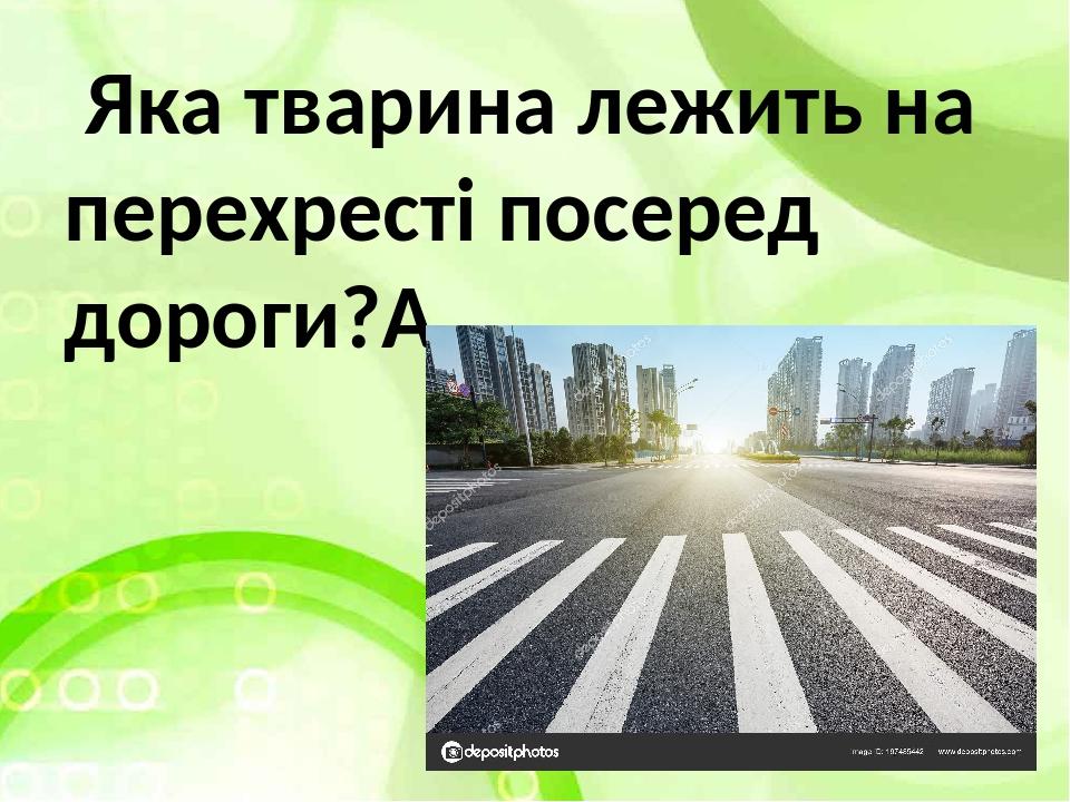 Яка тварина лежить на перехресті посеред дороги? 