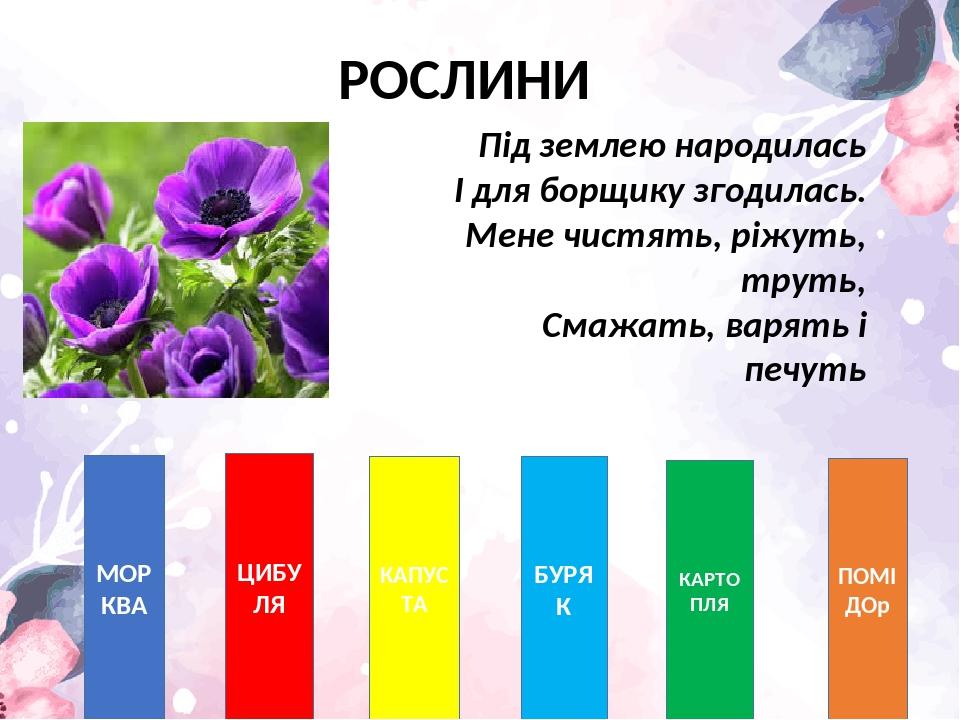 РОСЛИНИ МОРКВА ЦИБУЛЯ КАПУСТА БУРЯК КАРТОПЛЯ ПОМІДОр Під землею народилась І для борщику згодилась. Мене чистять, ріжуть, труть, Смажать, варять і ...