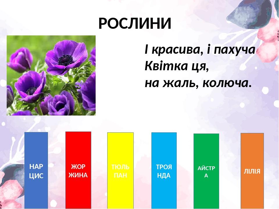 РОСЛИНИ НАРЦИС ЖОРЖИНА ТЮЛЬПАН ТРОЯНДА АЙСТРА ЛІЛІЯ І красива, і пахуча Квітка ця, на жаль, колюча.