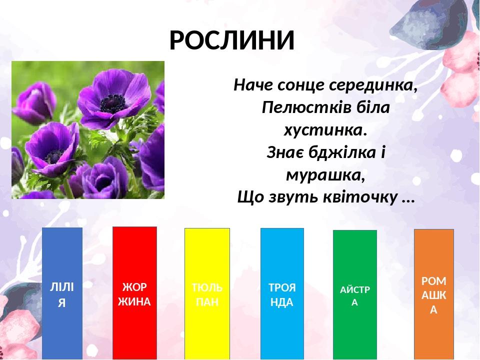 РОСЛИНИ ЛІЛІЯ ЖОРЖИНА ТЮЛЬПАН ТРОЯНДА АЙСТРА РОМАШКА Наче сонце серединка, Пелюстків біла хустинка. Знає бджілка і мурашка, Що звуть квіточку …