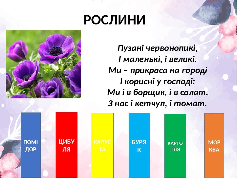 РОСЛИНИ ПОМІДОР ЦИБУЛЯ КАПУСТА БУРЯК КАРТОПЛЯ МОРКВА Пузані червонопикі, І маленькі, і великі. Ми – прикраса на городі І корисні у господі: Ми і в ...