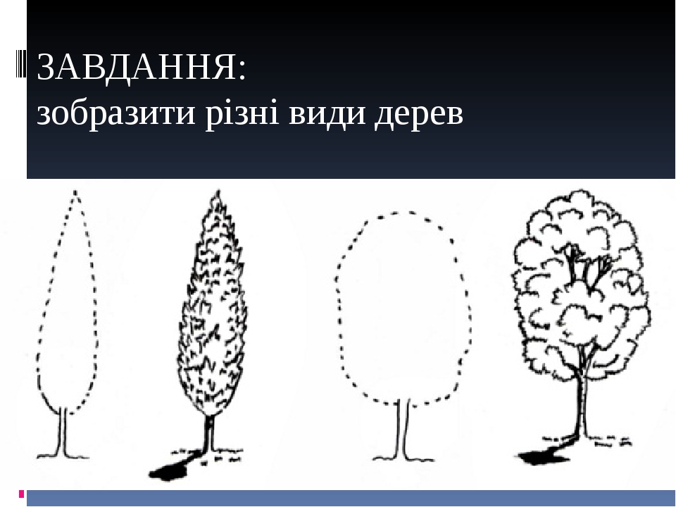 Тополь схема дерева. Поэтапное рисование дерева для детей. Осина рисунок карандашом. Деревья и кустарники карандашом.