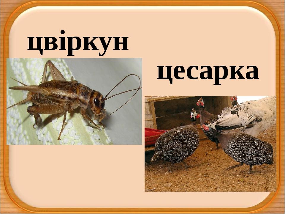 цвіркун цесарка