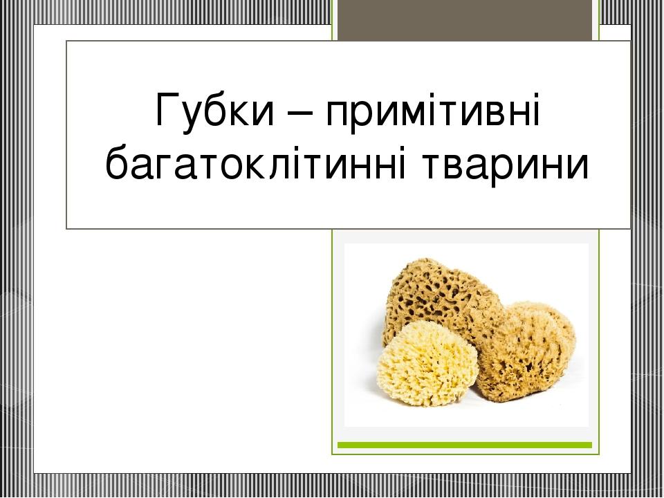 Губки – примітивні багатоклітинні тварини
