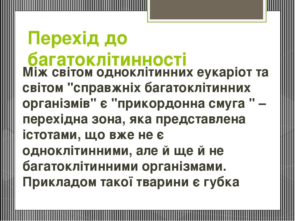 Перехід до багатоклітинності Між світом одноклітинних еукаріот та світом "справжніх багатоклітинних організмів" є "прикордонна смуга " – перехідна ...
