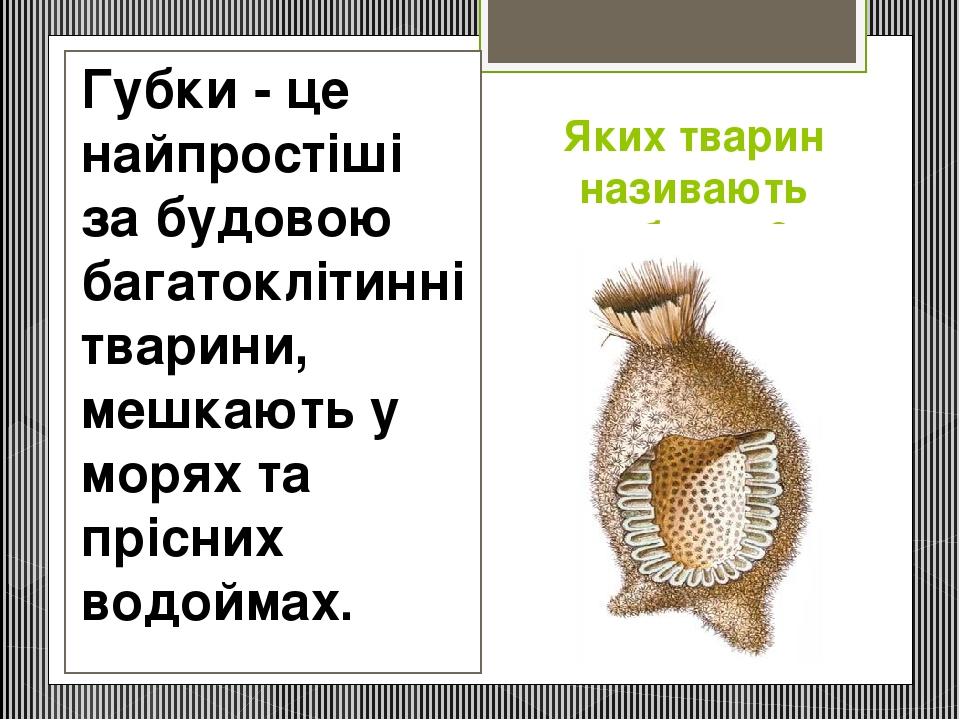 Яких тварин називають губками? Губки - це найпростіші за будовою багатоклітинні тварини, мешкають у морях та прісних водоймах.  