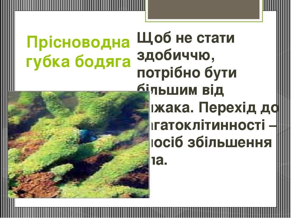 Прісноводна губка бодяга Щоб не стати здобиччю, потрібно бути більшим від хижака. Перехід до багатоклітинності – спосіб збільшення тіла.