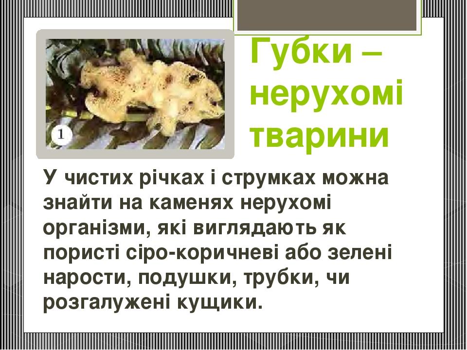 Губки – нерухомі тварини У чистих річках і струмках можна знайти на каменях нерухомі організми, які виглядають як пористі сіро-коричневі або зелені...