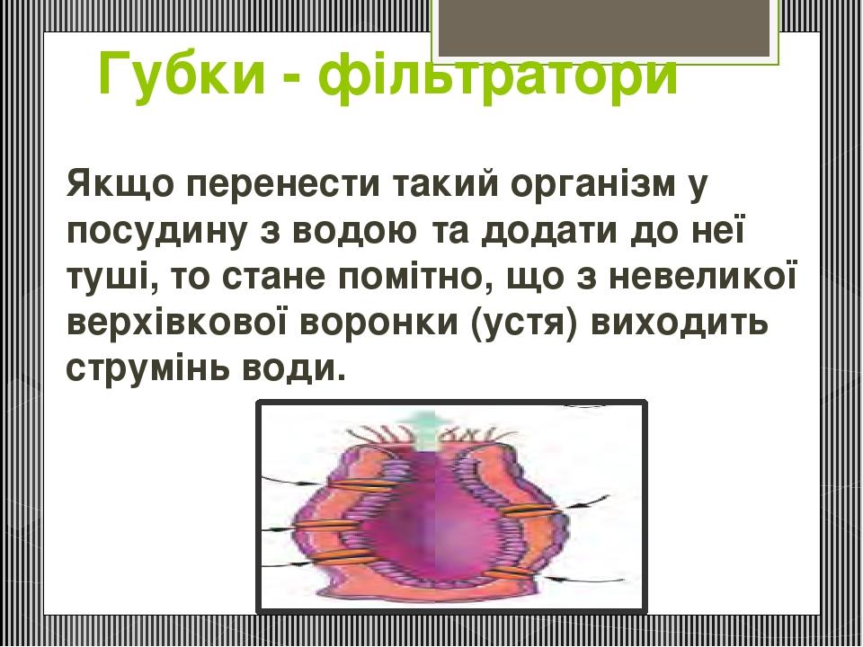 Губки - фільтратори Якщо перенести такий організм у посудину з водою та додати до неї туші, то стане помітно, що з невеликої верхівкової воронки (у...