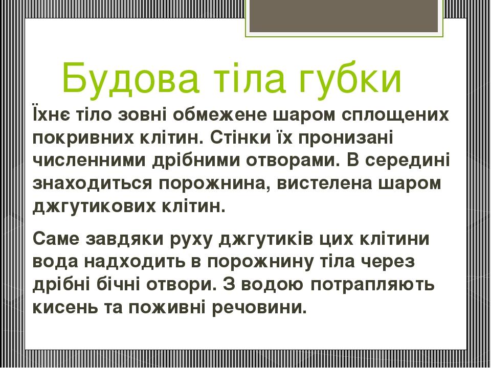 Будова тіла губки Їхнє тіло зовні обмежене шаром сплощених покривних клітин. Стінки їх пронизані численними дрібними отворами. В середині знаходить...