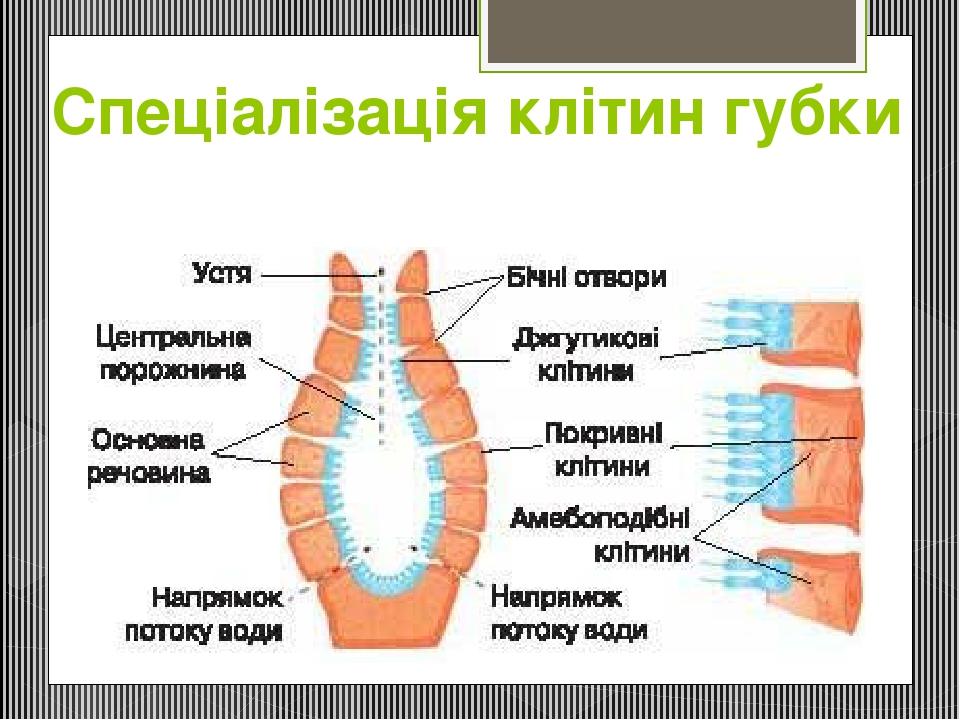 Спеціалізація клітин губки