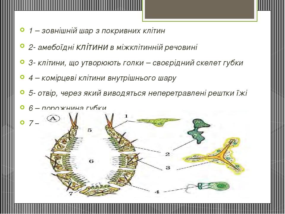 1 – зовнішній шар з покривних клітин 2- амебоїдні клітини в міжклітинній речовині 3- клітини, що утворюють голки – своєрідний скелет губки 4 – комі...