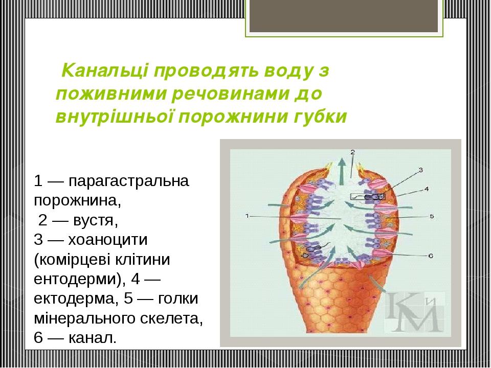 Канальці проводять воду з поживними речовинами до внутрішньої порожнини губки 1 — парагастральна порожнина, 2 — вустя, 3 — хоаноцити (комірцеві клі...