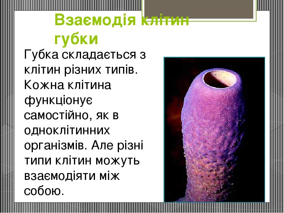 Взаємодія клітин губки Губка складається з клітин різних типів. Кожна клітина функціонує самостійно, як в одноклітинних організмів. Але різні типи ...