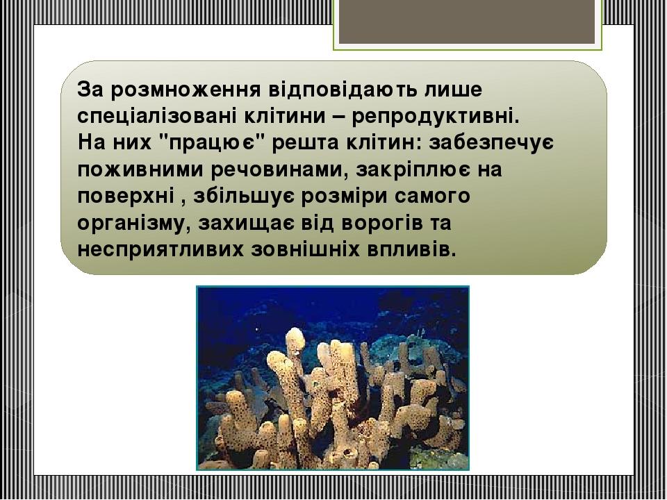 За розмноження відповідають лише спеціалізовані клітини – репродуктивні. На них "працює" решта клітин: забезпечує поживними речовинами, закріплює н...