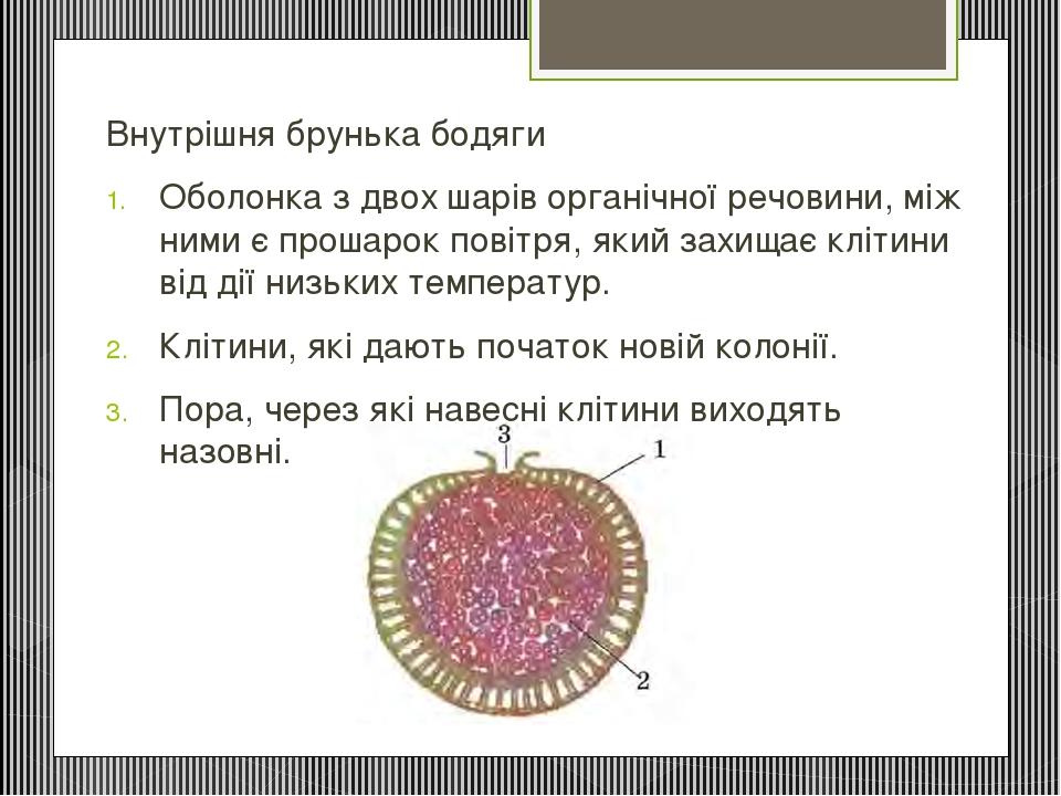 Внутрішня брунька бодяги Оболонка з двох шарів органічної речовини, між ними є прошарок повітря, який захищає клітини від дії низьких температур. К...