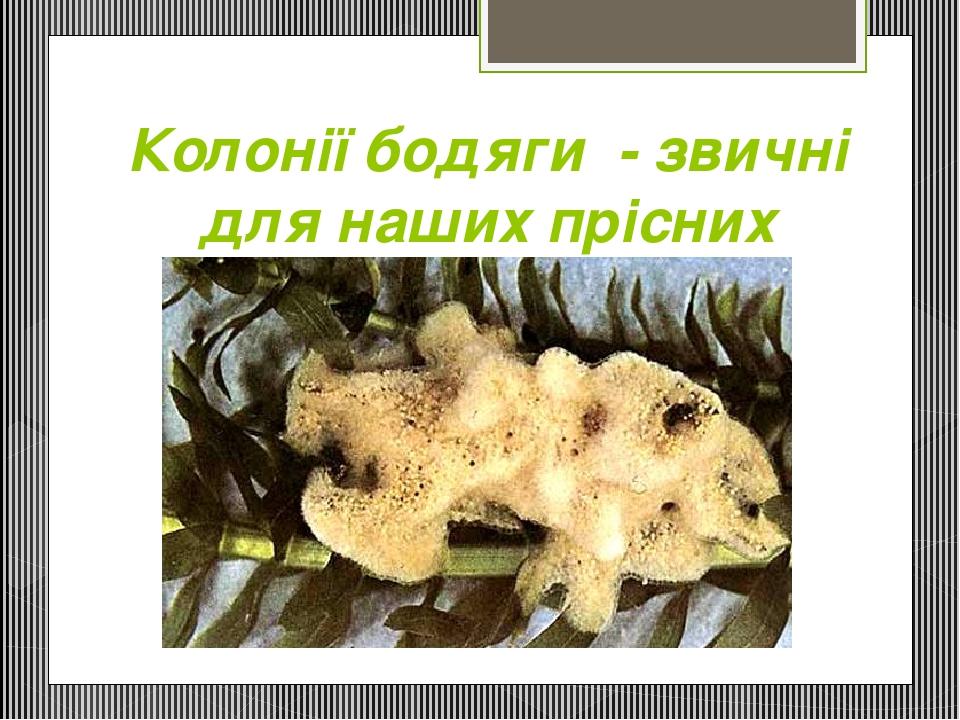 Колонії бодяги - звичні для наших прісних водойм