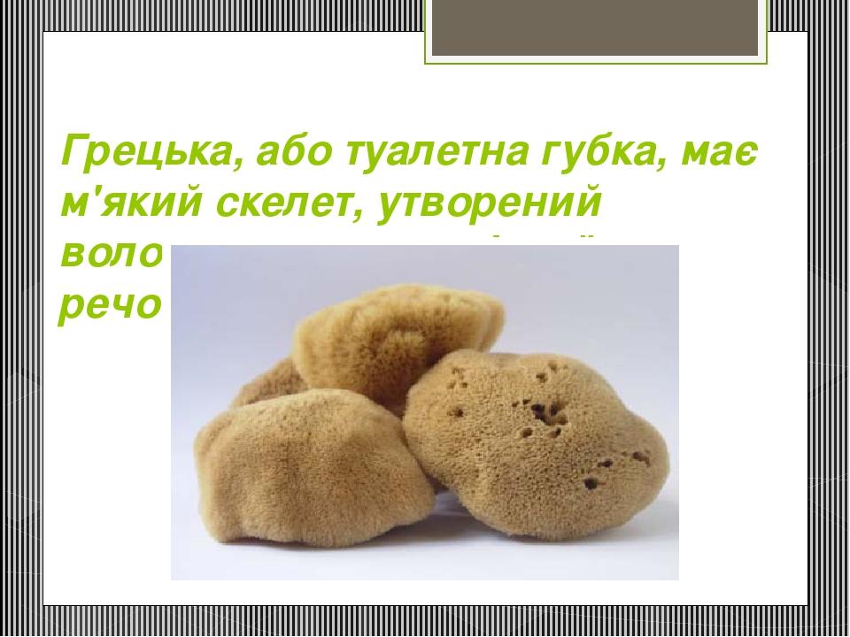 Грецька, або туалетна губка, має м'який скелет, утворений волоконцями органічної речовини