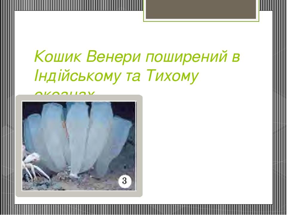 Кошик Венери поширений в Індійському та Тихому океанах