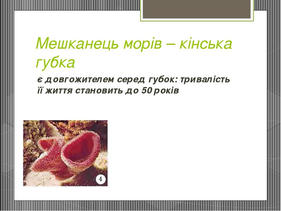 Мешканець морів – кінська губка є довгожителем серед губок: тривалість її життя становить до 50 років