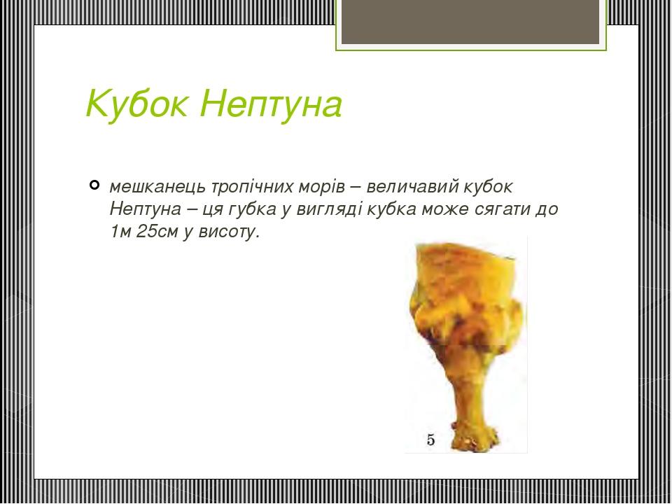 Кубок Нептуна мешканець тропічних морів – величавий кубок Нептуна – ця губка у вигляді кубка може сягати до 1м 25см у висоту.