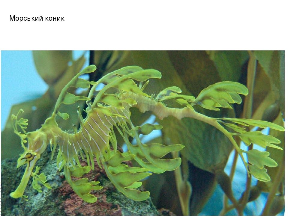 Морський коник