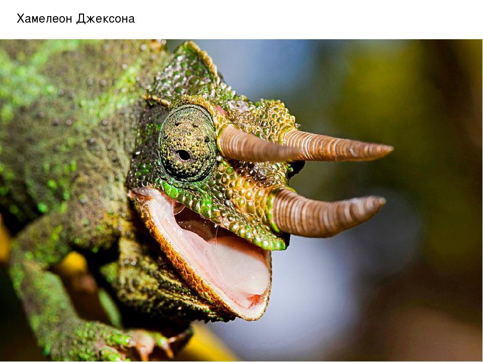 Хамелеон Джексона
