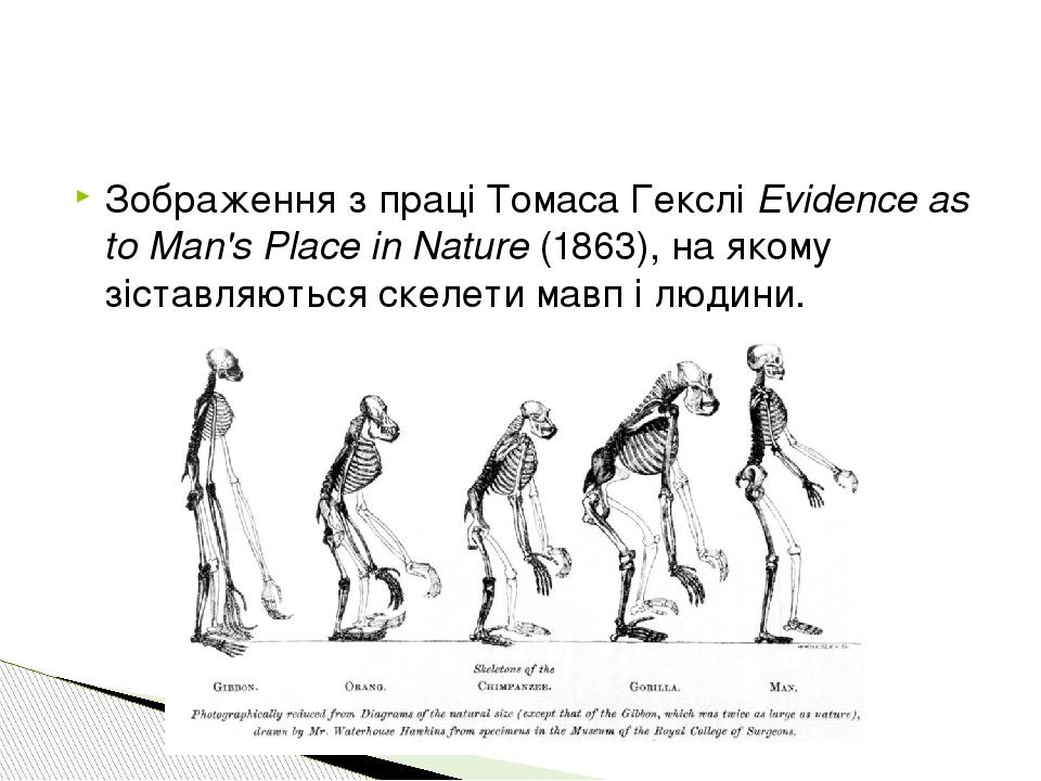 Зображення з праці Томаса Гекслі Evidence as to Man's Place in Nature (1863), на якому зіставляються скелети мавп і людини.