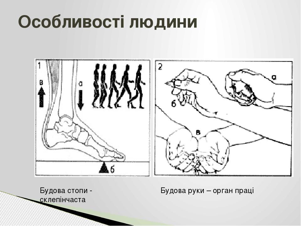 Особливості людини Будова стопи - склепінчаста Будова руки – орган праці