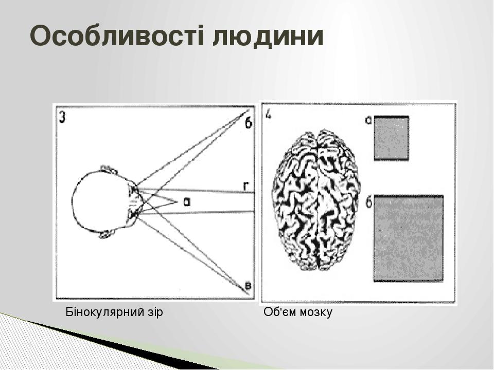 Особливості людини Бінокулярний зір Об'єм мозку