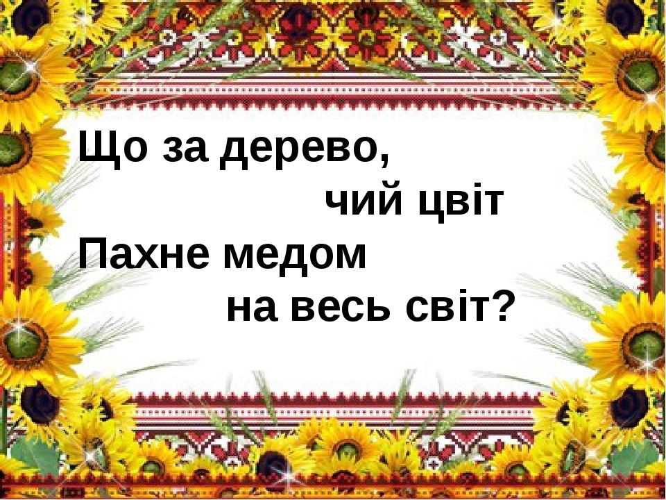 Що за дерево, чий цвіт Пахне медом на весь світ?