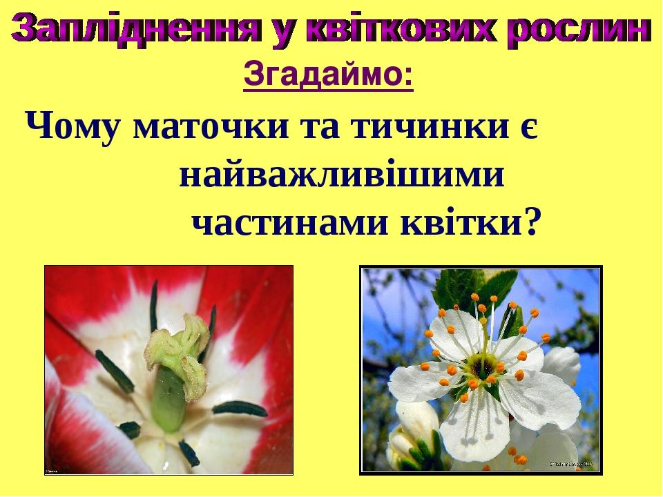 Чому маточки та тичинки є найважливішими частинами квітки? Згадаймо: