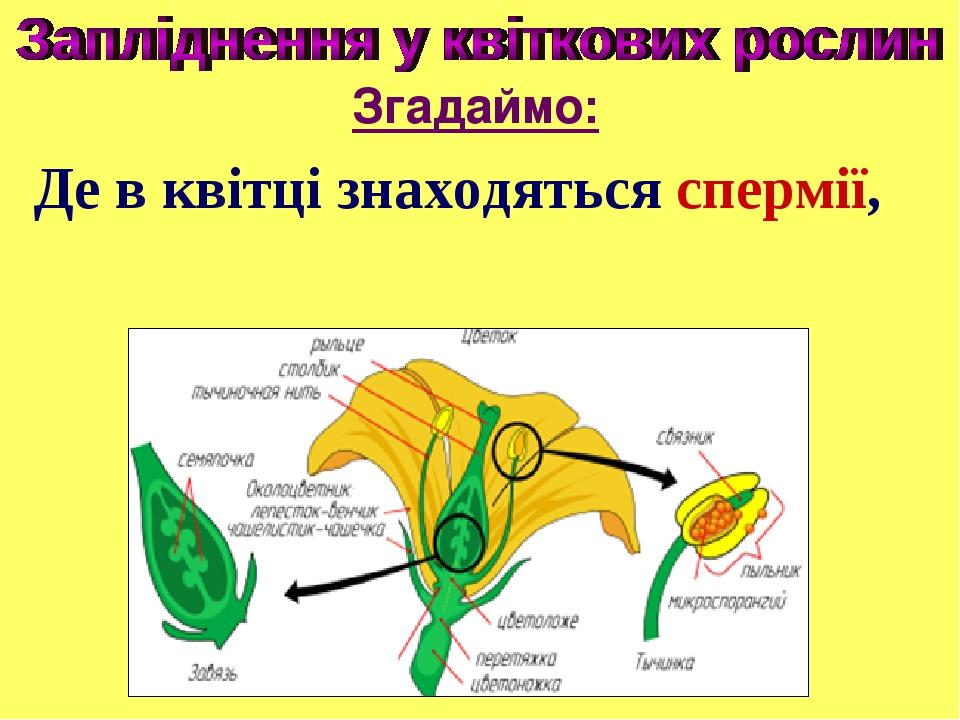 Де в квітці знаходяться спермії, а де яйцеклітини? Згадаймо: