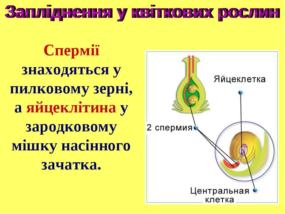Спермії знаходяться у пилковому зерні, а яйцеклітина у зародковому мішку насінного зачатка.