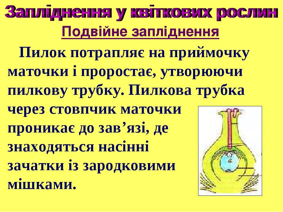 Пилок потрапляє на приймочку маточки і проростає, утворюючи пилкову трубку. Пилкова трубка через стовпчик маточки проникає до зав’язі, де знаходять...