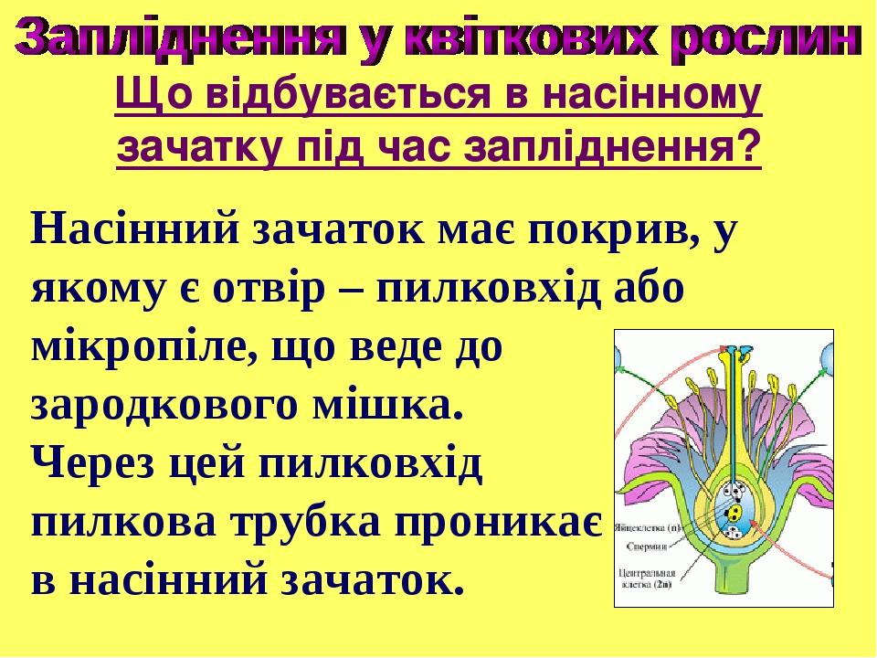 Насінний зачаток має покрив, у якому є отвір – пилковхід або мікропіле, що веде до зародкового мішка. Через цей пилковхід пилкова трубка проникає в...