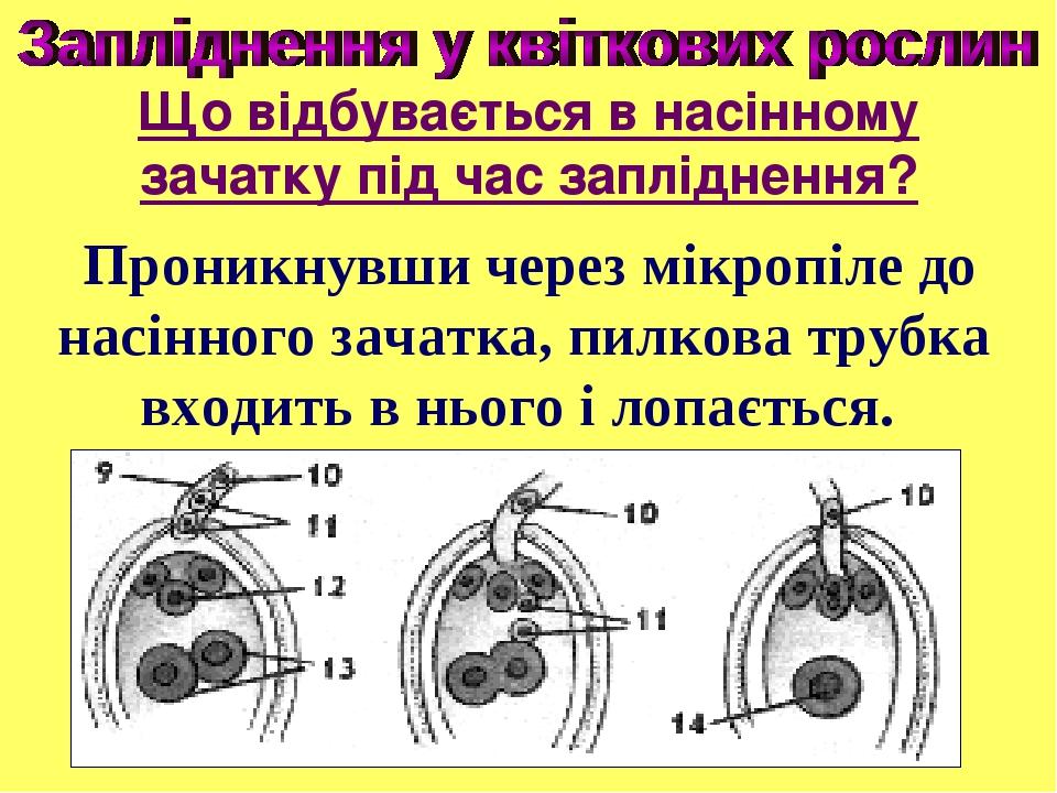Проникнувши через мікропіле до насінного зачатка, пилкова трубка входить в нього і лопається. Що відбувається в насінному зачатку під час запліднення?