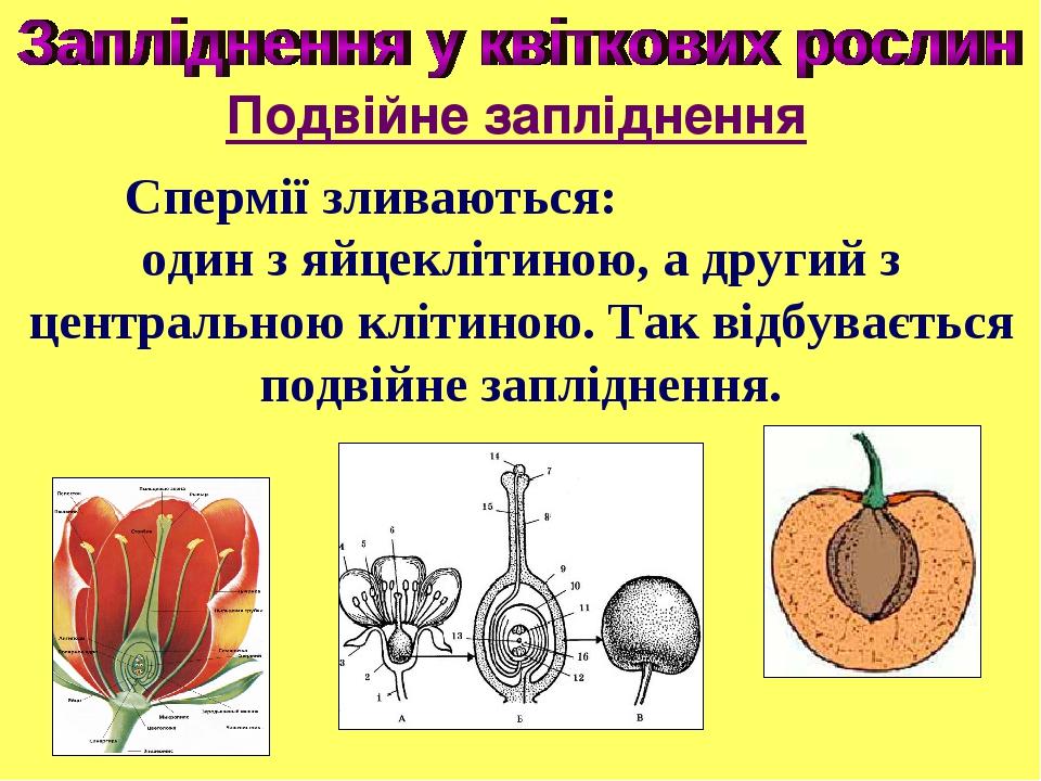 Спермії зливаються: один з яйцеклітиною, а другий з центральною клітиною. Так відбувається подвійне запліднення. Подвійне запліднення