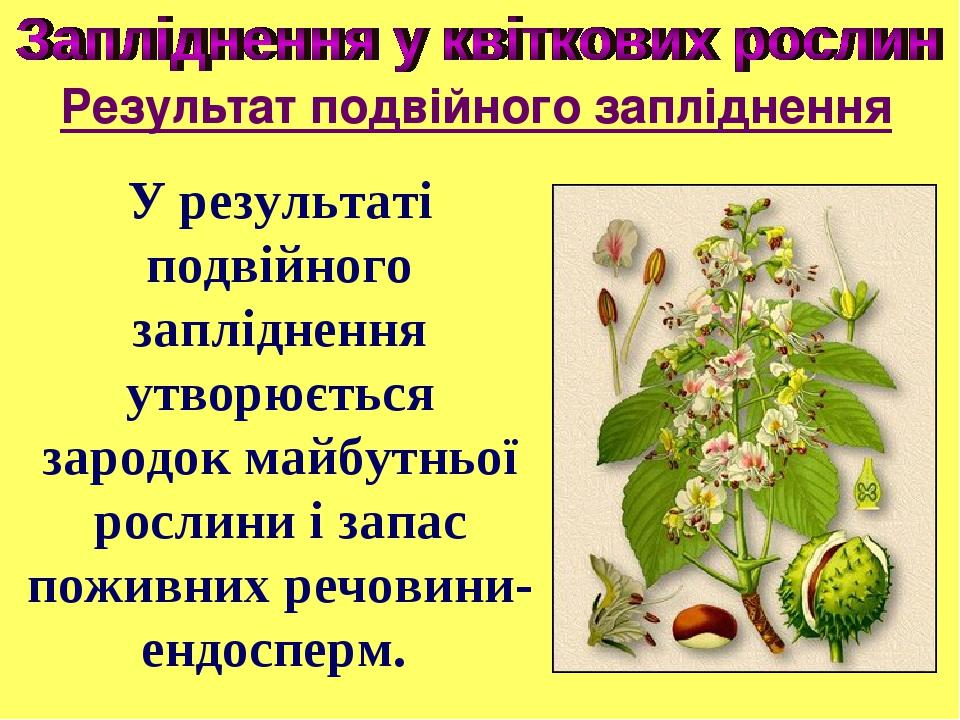 У результаті подвійного запліднення утворюється зародок майбутньої рослини і запас поживних речовини- ендосперм. Результат подвійного запліднення