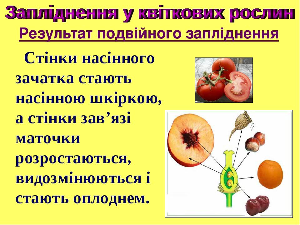 Стінки насінного зачатка стають насінною шкіркою, а стінки зав’язі маточки розростаються, видозмінюються і стають оплоднем. Результат подвійного за...